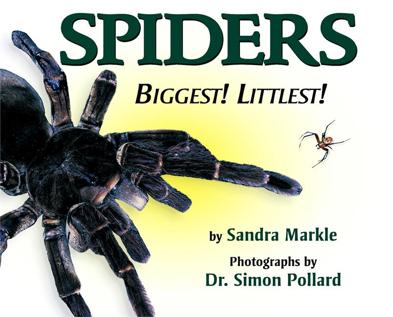 Spiders: Biggest! Littlest!