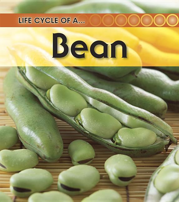 Broad Bean