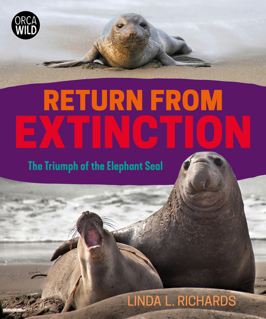 Return from Extinction: The Triumph of the Elephant Seal