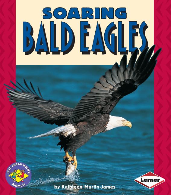 Soaring Bald Eagles