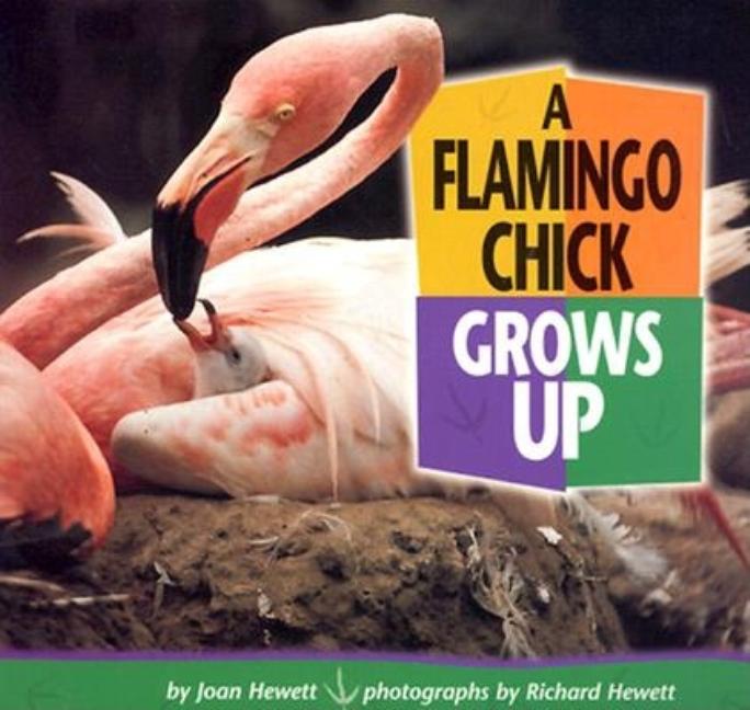 A Flamingo Chick Grows Up