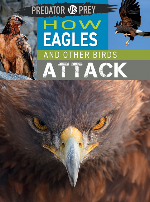 How Eagles and Other Birds Attack