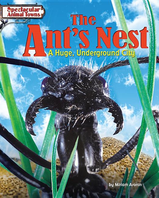 The Ant's Nest: A Huge, Underground City