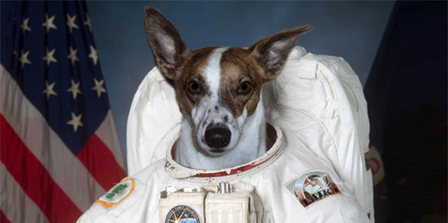 Photo of First Dog on the Moon